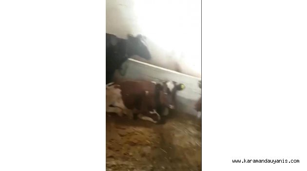 ÇALINAN DANALARIN 10'U BULUNDU