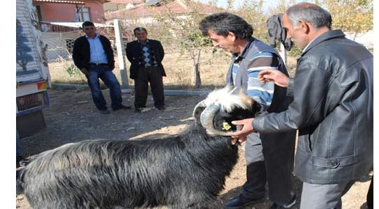 Damızlık Keçiler Dağıtıldı