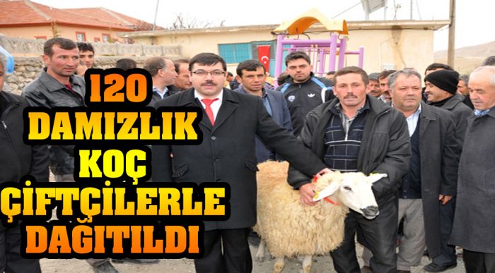 Damızlık Koç Çiftçilerle Dağıtıldı