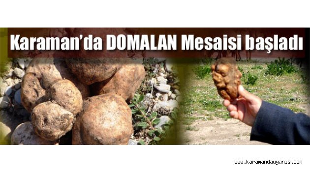 Domalan Mantarı..