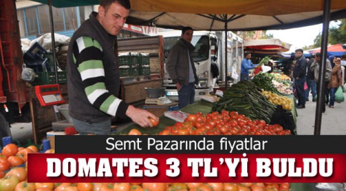 Domates Zam Şampiyonu