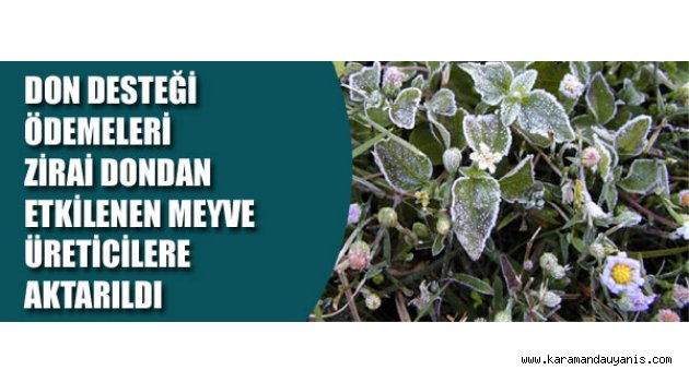 DON DESTEĞİ ÖDEMELERİ