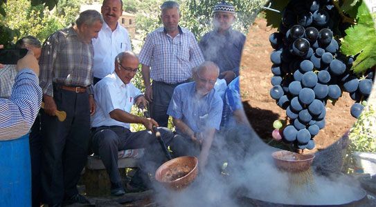 Ekşikara Üzümü Milli Çeşit Listesine Girdi