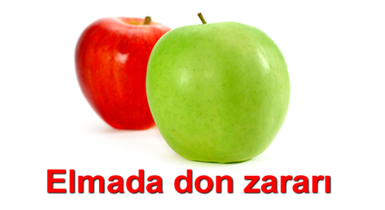 Elmada Don Kuşkusu