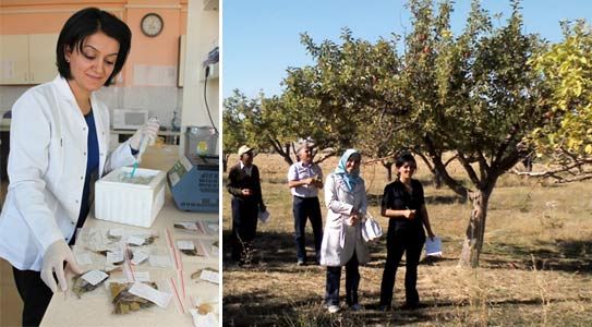 Elma’nın Genetiği Araştırıldı
