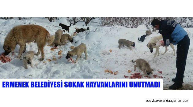 ERMENEK BELEDİYESİ SOKAK HAYVANLARINI UNUTMADI