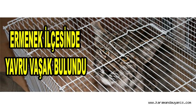 ERMENEK İLÇESİNDE YAVRU VAŞAK BULUNDU