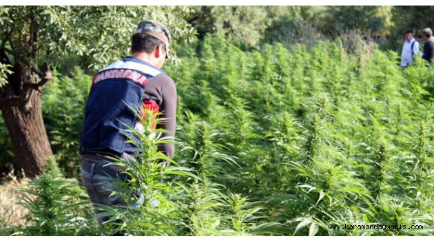 ERMENEK'DE UYUŞTURUCU OPERASYONU