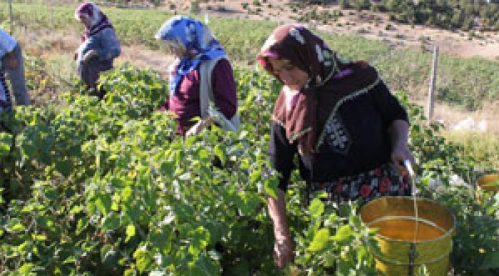 Gıda Ve Tarımsal Ürünler