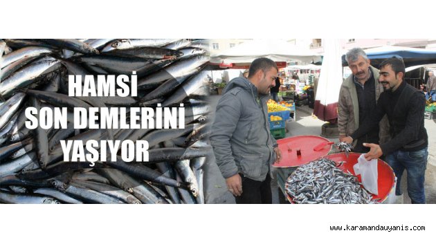 HAMSİ SON DEMLERİNİ YAŞIYOR