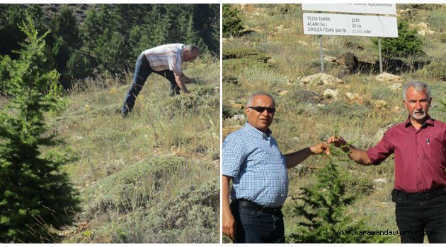HATIRA ORMANLARI BÜYÜYOR