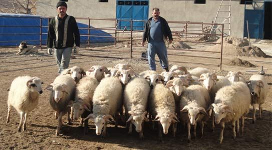 Hayvan Islahı Projesine Teknik Eleman Desteği