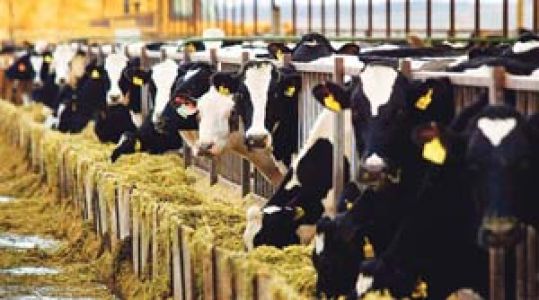 Hayvancılığa 4 Yıl %80 Hibe Desteği