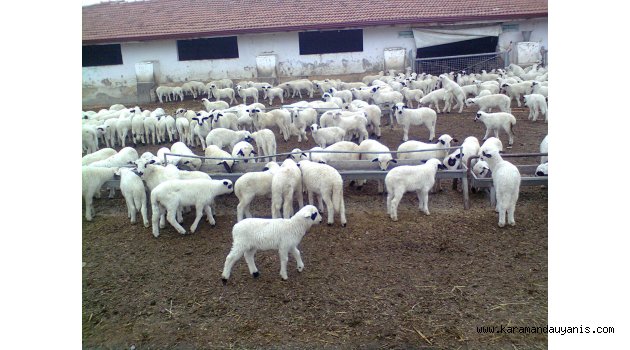 HAYVANCILIK YAPACAKLARA MÜJDE !