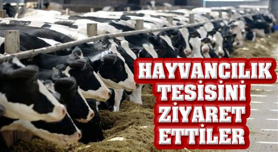 Hayvancılık Tesisini Ziyaret Ettiler