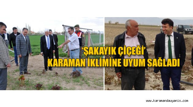 HOLLANDA'DAN İTHAL