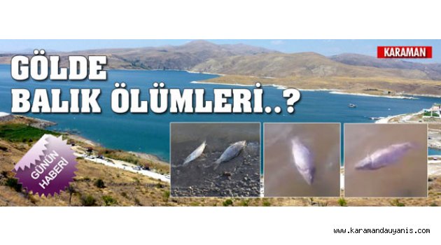 İBRALA BARAJINDA ÖLEN BALIKLAR KIYIYA VURDU