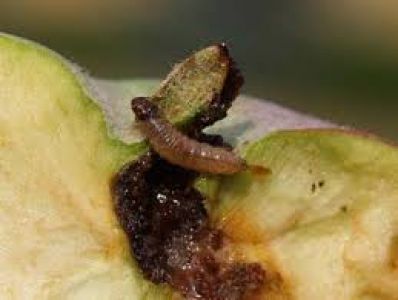 İlaçlama Yapılmalı
