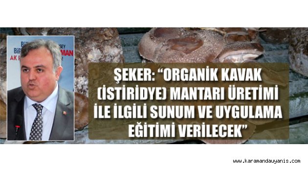 İSTİRİDYE MANTARI..