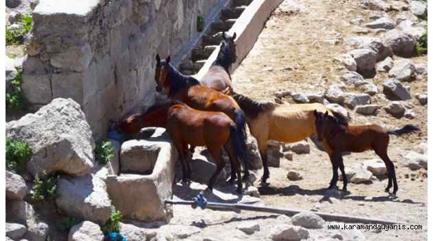 Karadağ Yılkı Atları