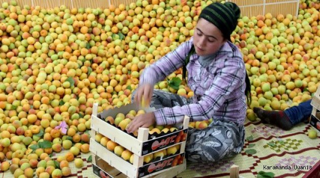 KARAMAN’DA KAYISI ÜRETİMİNDE YÜZDE 24 KAYIP VAR