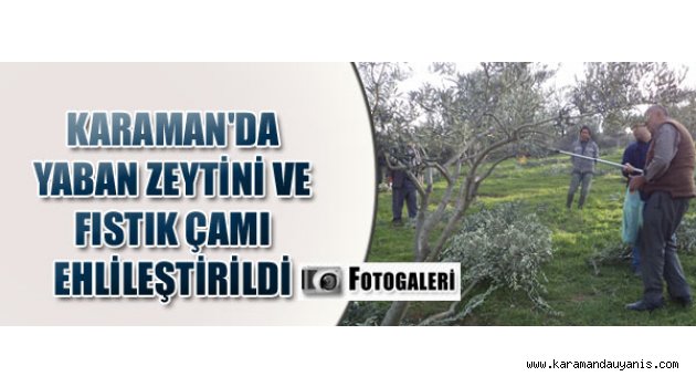 KARAMAN'DA YABAN ZEYTİNİ