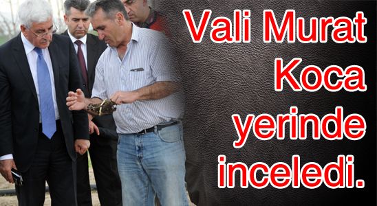 Karaman’da “şakayık Çiçeği Yetiştiriciliğinde” İlkleri Gerçekleştiriyor