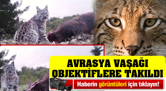 Karaman'ın Yaban Hayatında Bir İlk Nesli Koruma Altında Olan Avrasya Vaşağı Objektiflere Takıldı