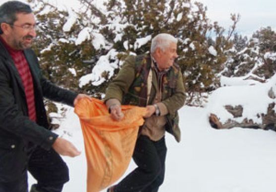 Kar’da Kınalı Kekliklere Yem Bırakıldı