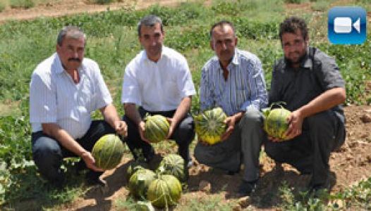 Kavun Şenliği Yapılıyor