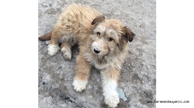 KAYIP KÖPEK..