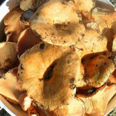 Kazancı’da Çam Mantarı Zamanı