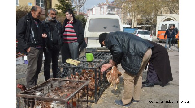 KÖY TAVUKLARINA İLGİ ARTTI