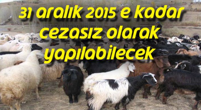 Küçükbaş Hayvanların Güncellenmesi 31 Aralık 2015 E Kadar Cezasız Olarak Yapılabilecek
