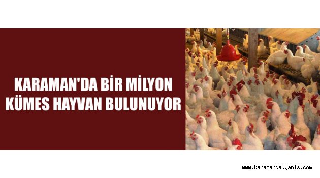 KÜMES HAYVCANCILIĞI..