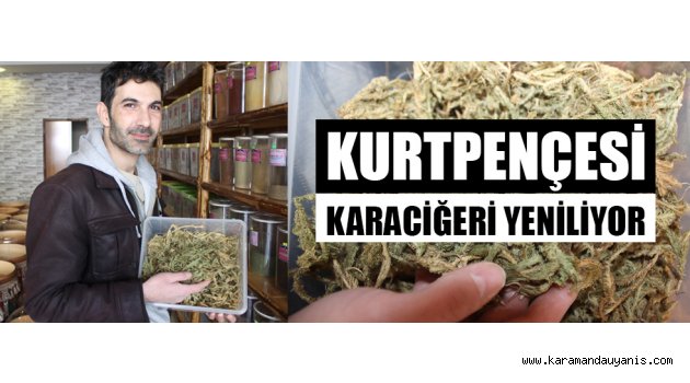 KURTPENÇESİ KARACİĞERİ YENİLİYOR