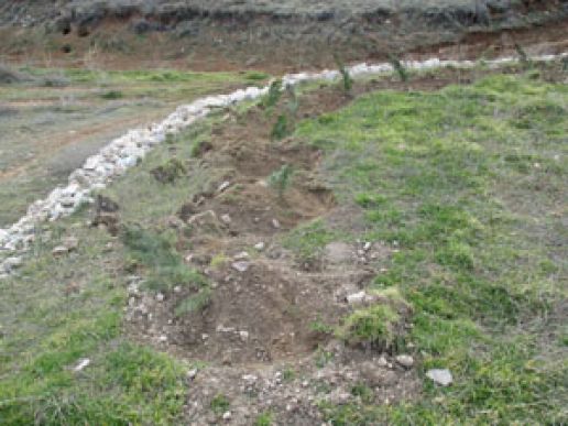 Kuruyan Ağaçları Yeniliyor