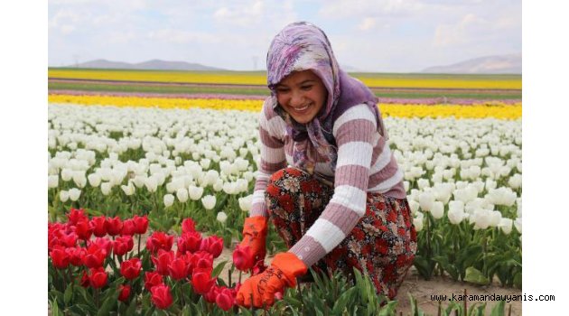 LALE ÜRETİMİNİN %96,8’INI KARŞILADI