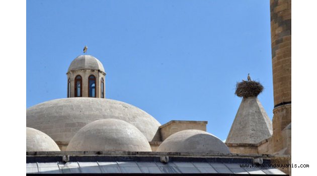 Leylek ve Yavruları