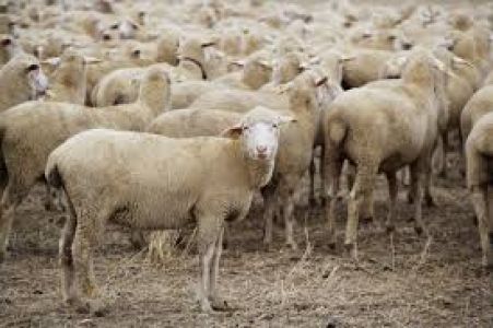 Merinos Koyunlar Çalındı