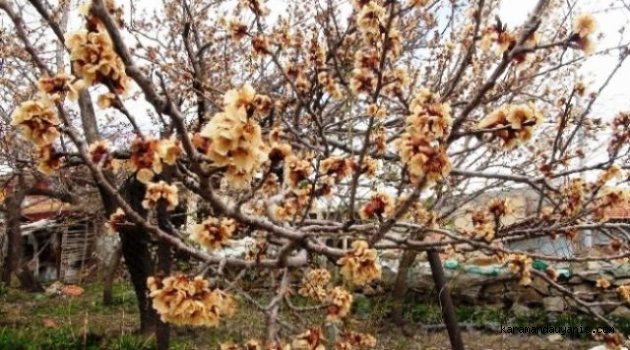 MEYVA DON ZARARI ÖDEMESİ MÜRACAATLARI BAŞLADI