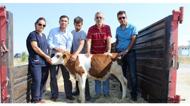 MİLLİ DANA KARAMAN DURU ÇİFTLİĞİNDEN