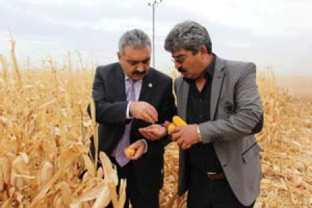 Mısır Ekimi 4 Kat Arttı