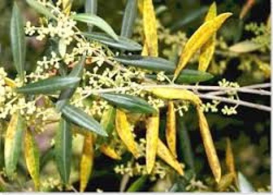 Mücadelesi Başladı