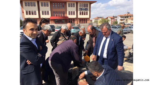 Organik kavak istiridye mantarı