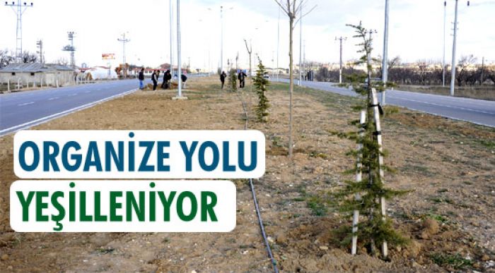 Organize Yolu Yeşilleniyor