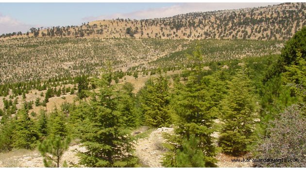 ORMAN BAKANLIĞINDAN YENİ EYLEM PLANI