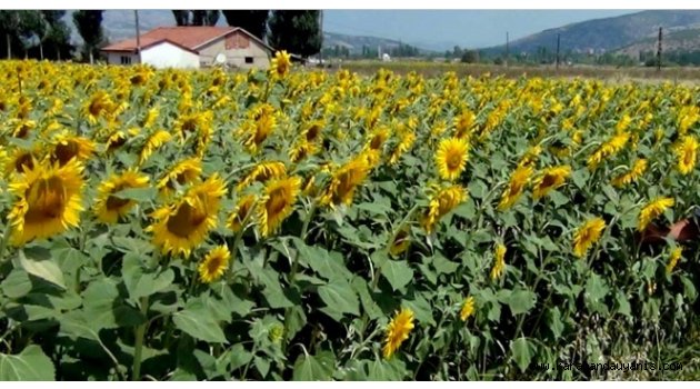 ÖZEL ÜRETİM ALANLARI BELİRLENDİ