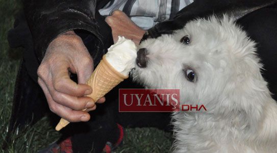 Sahibinin İkramına Bayıldı