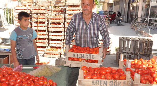 Salça Zamanı Domates Ucuzluğu